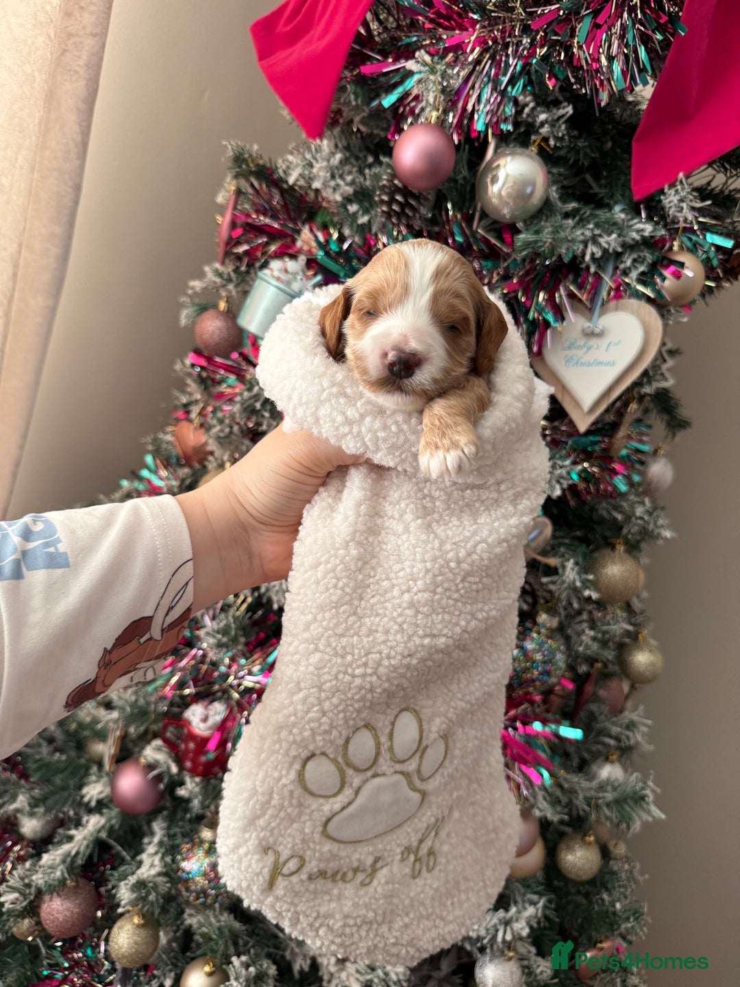 Cockapoo dogs for sale: Gorgeous F1 cockapoo puppies  - Advert 17