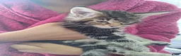 Maine Coon cats for sale: 4 Beautiful Full Maine Coon Kittens Ginger Girl - Advert 12