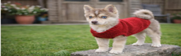 Pomsky dogs for sale: LAST Pomsky Puppy for Sale - Advert 5