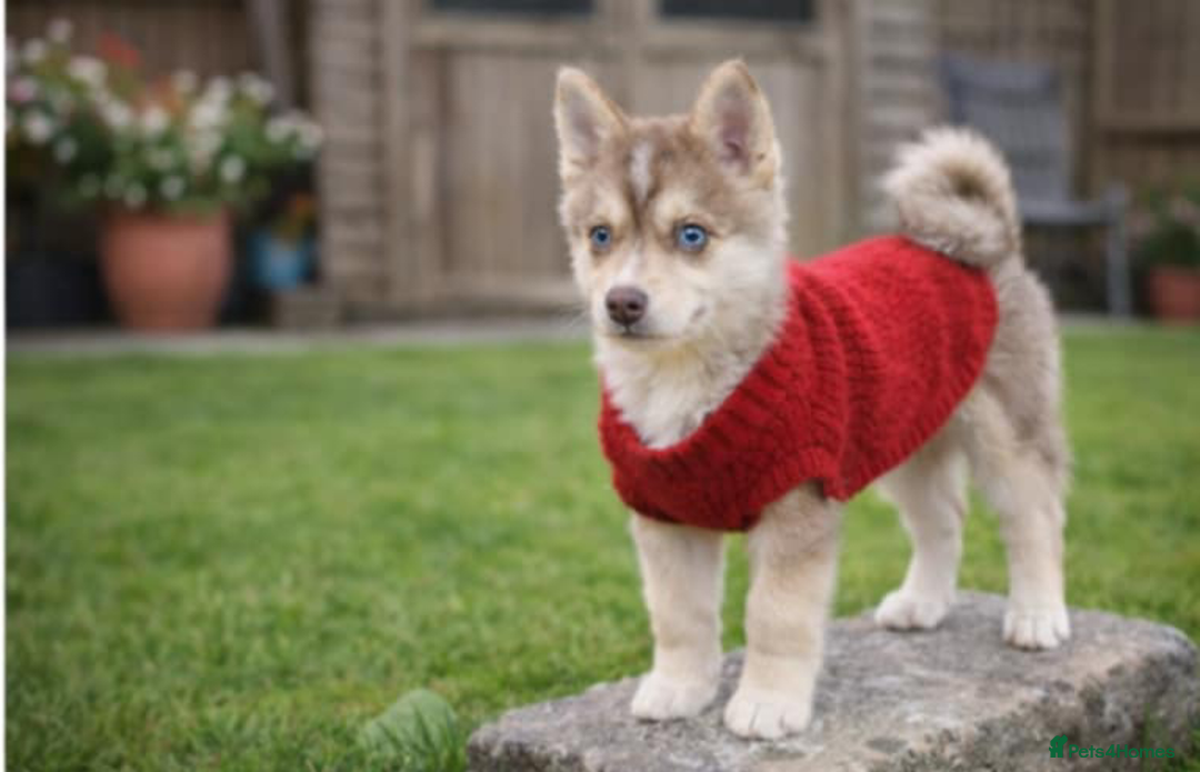 Pomsky dogs for sale: LAST Pomsky Puppy for Sale - Advert 5