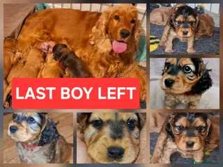Cocker Spaniel dogs 🌟KC Registered Show-Type Cocker Spaniel Puppies🌟 - Advert 3