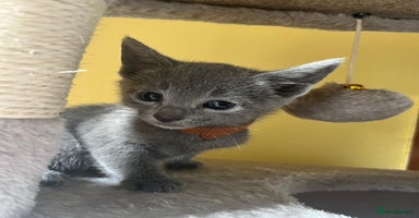 Russian Blue cats - Advert 1