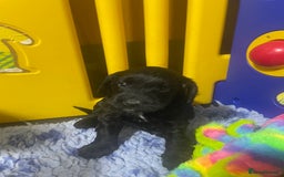 Sproodle dogs for sale: F1 Miniature Sproodles from Health Tested Parents. - Image 4