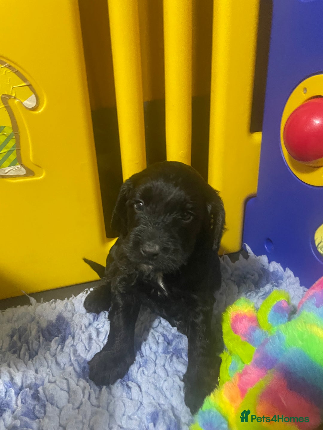 Sproodle dogs for sale: F1 Miniature Sproodles from Health Tested Parents. - Image 4