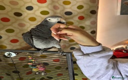 Parrots birds for sale: Timneh parrot male 20 years old  - Image 10