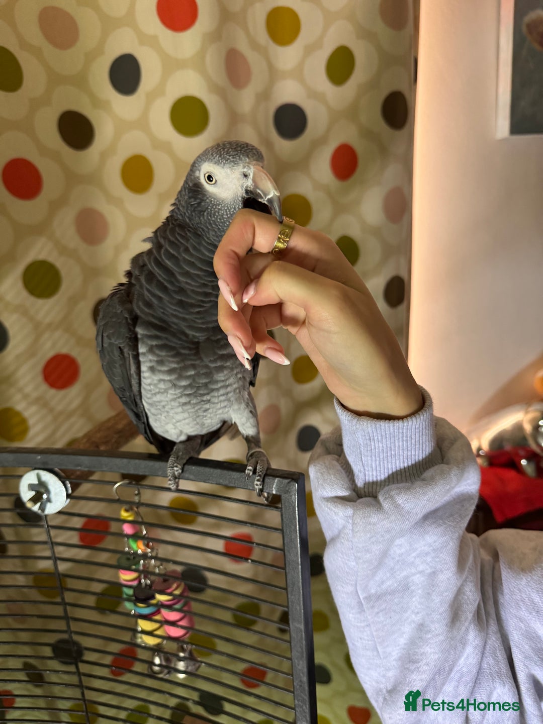 Parrots birds for sale: Timneh parrot male 20 years old  - Image 10