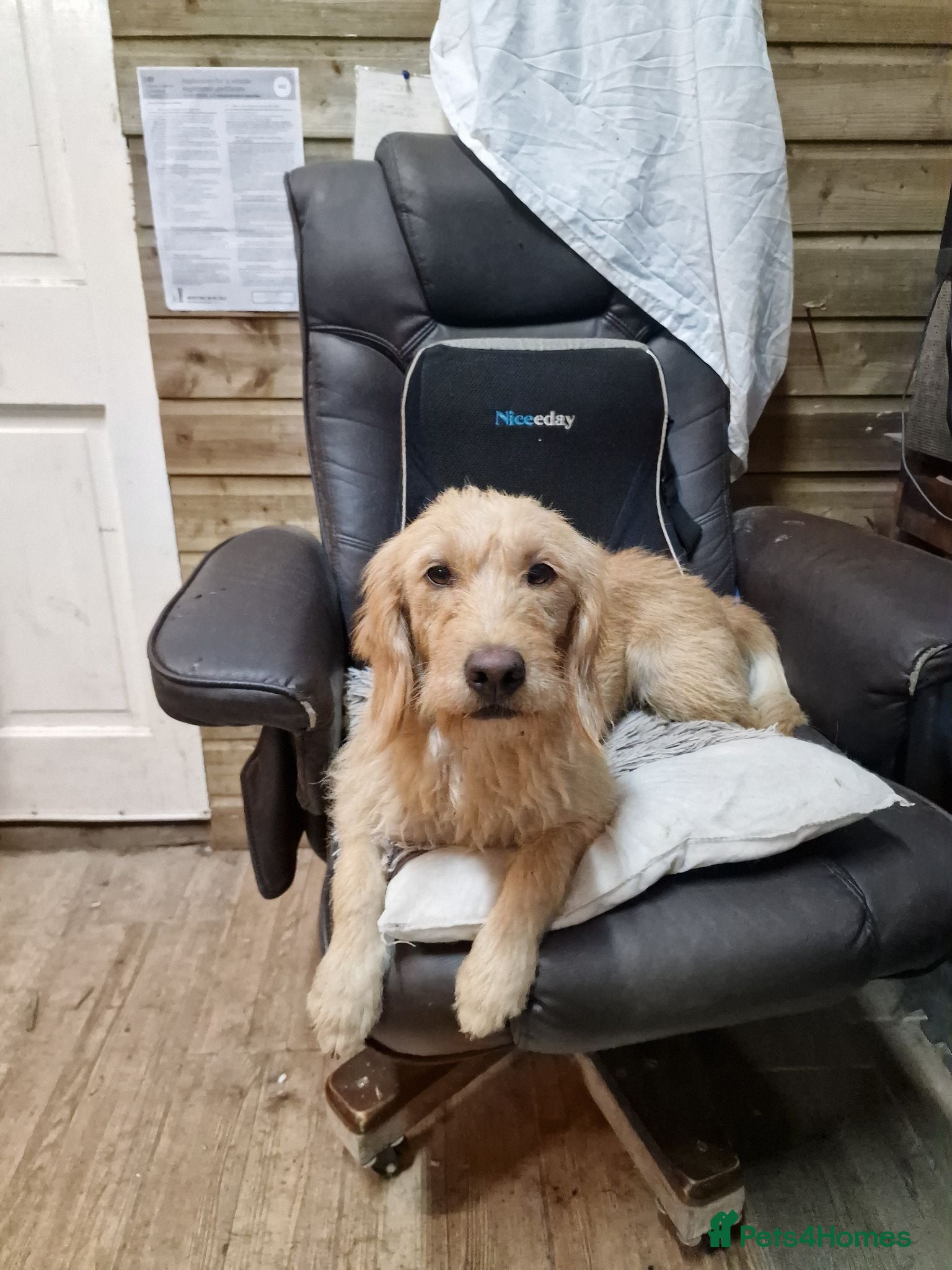 Labradoodle dogs Eris f1 labradoodle 4 years old  - Advert 1