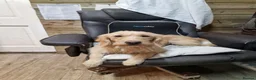 Labradoodle dogs for sale: Eris f1 labradoodle 4 years old  - Advert 1