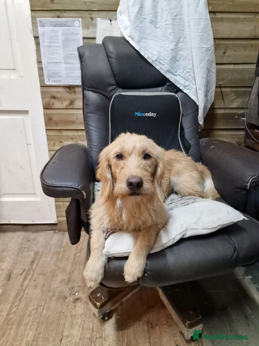 Labradoodle dogs for sale: Eris f1 labradoodle 4 years old  - Advert 1