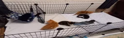 Mixed Breed cats for sale: 3 kittens left for sale - Advert 11
