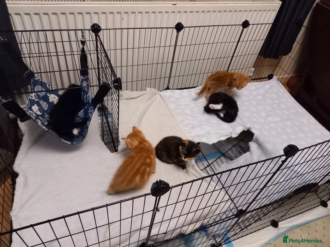 Mixed Breed cats for sale: 3 kittens left for sale - Advert 11