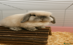Mini Lop rabbits for sale: Mini lop buck for rehoming  - Image 1