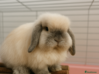 Mini Lop rabbits for sale - Advert 1