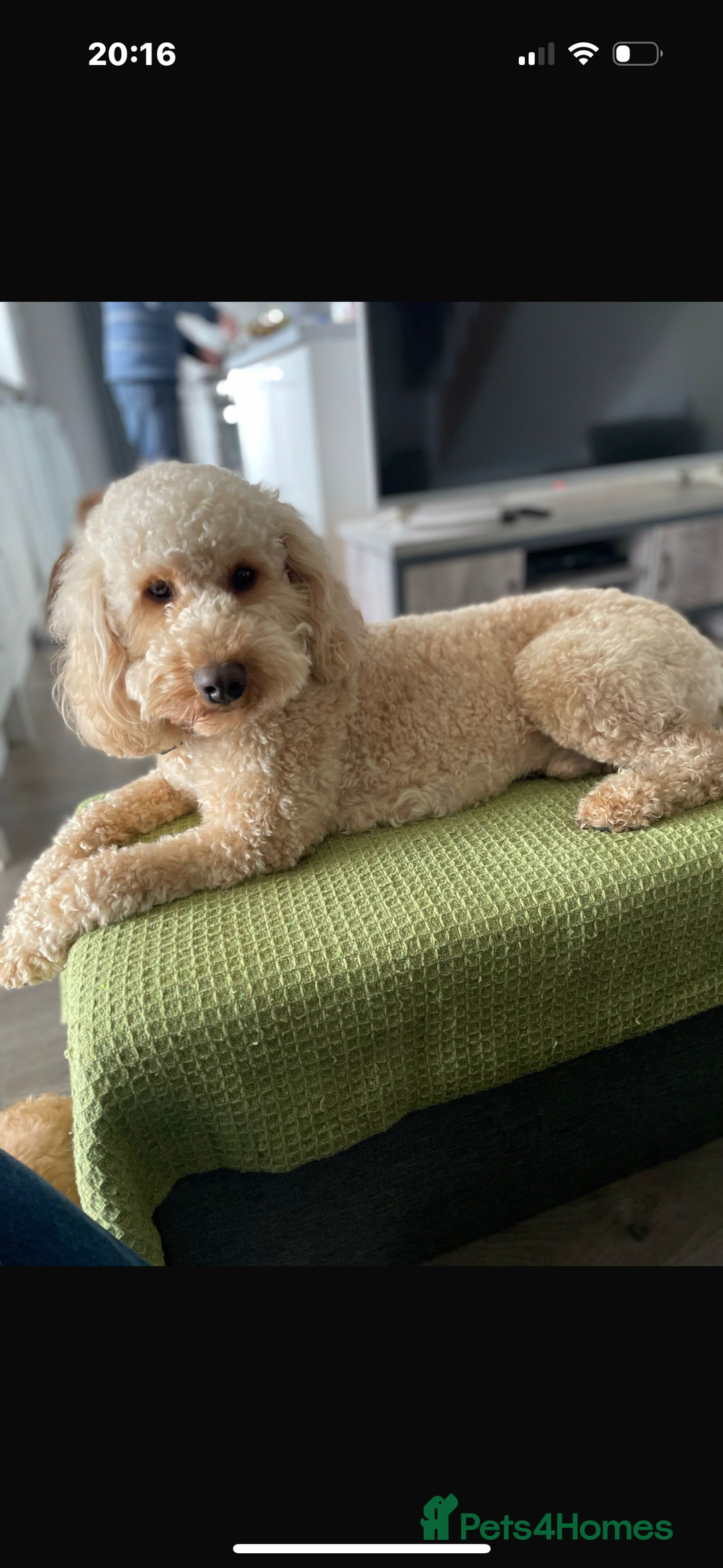 Goldendoodle dogs for sale: Gorgeous F1 Golden Doodles ❤️ - Advert 9