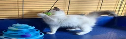Ragdoll cats for sale: GCCF Сhampion Bloodline Ragdoll 5 GenPedigree 🏆🌟 - Advert 12