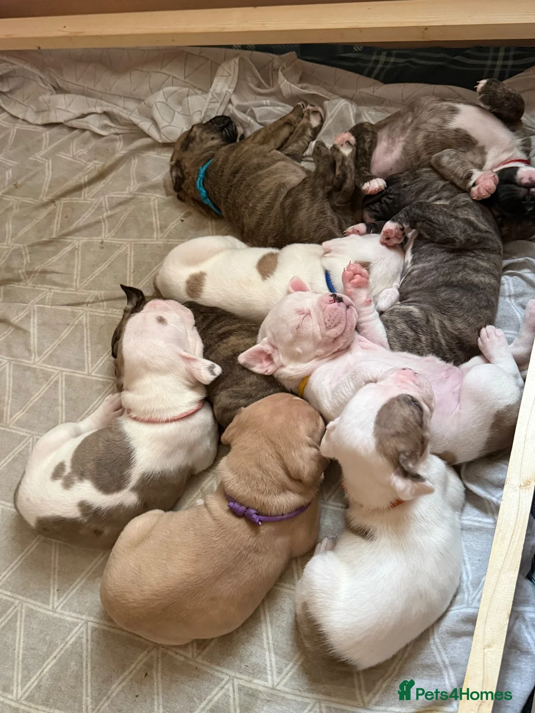 Mixed Breed dogs for sale: 🐾 American bulldog puppies🐾 - Advert 16