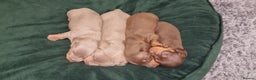 Dachshund dogs for sale: Miniature dachshund puppies  - Advert 1