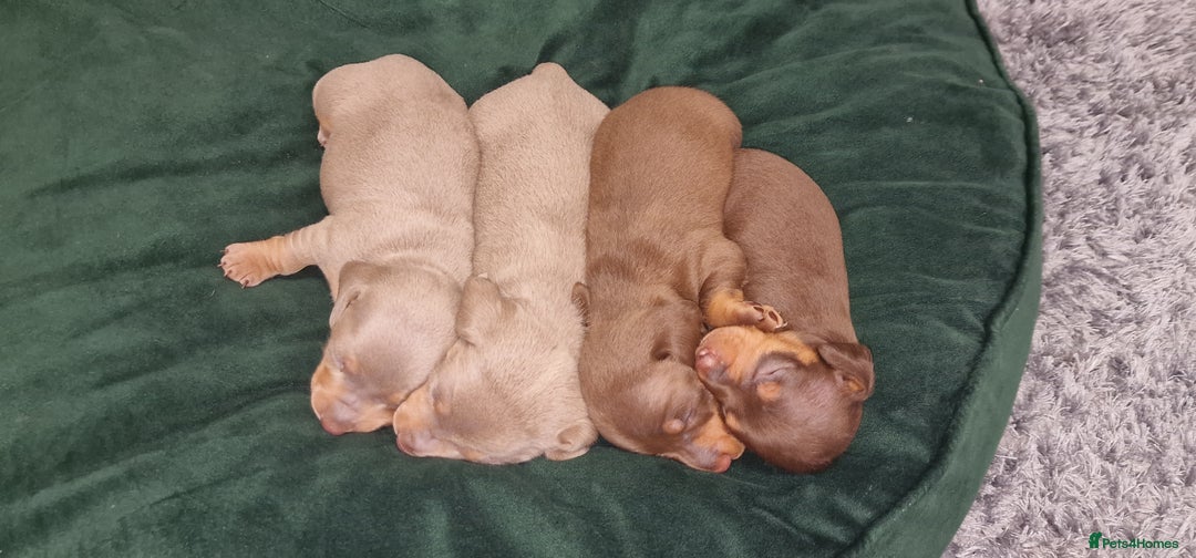Dachshund dogs for sale: Miniature dachshund puppies  - Advert 1