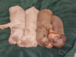 Dachshund dogs Miniature dachshund puppies - Advert 1