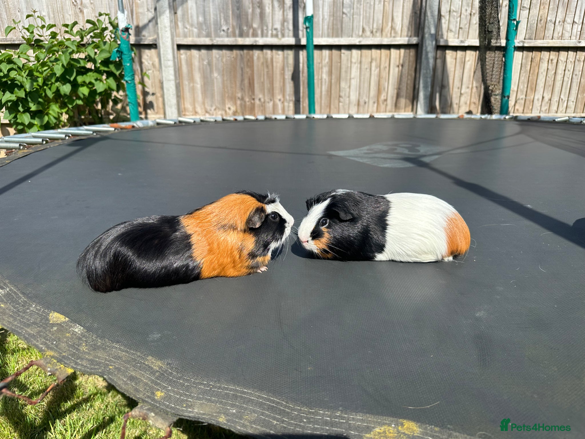 Guinea Pig rodents 🐹 Playful Guinea Pig Pair with Accessories  - Advert 6