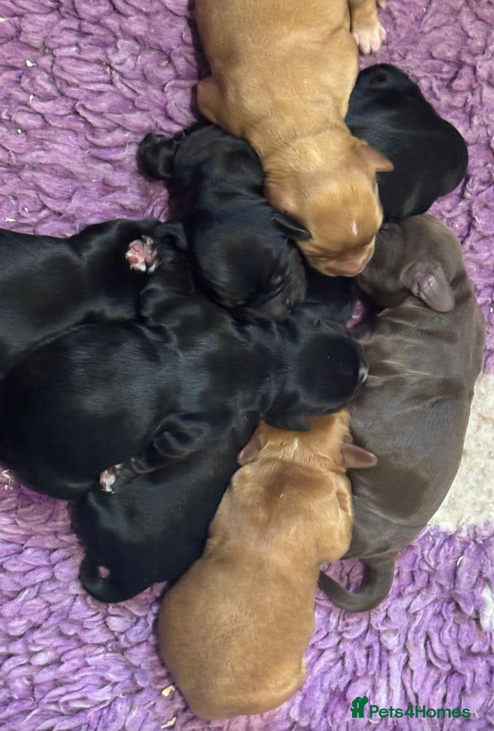 Cocker Spaniel dogs BEAUTIFUL MIXED COLOUR LITTER,HEALTHTESTED PARENTS - Advert 3