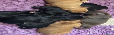Cocker Spaniel Puppy 1
