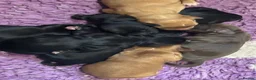 Cocker Spaniel dogs for sale: BEAUTIFUL MIXED COLOUR LITTER,HEALTHTESTED PARENTS - Advert 1