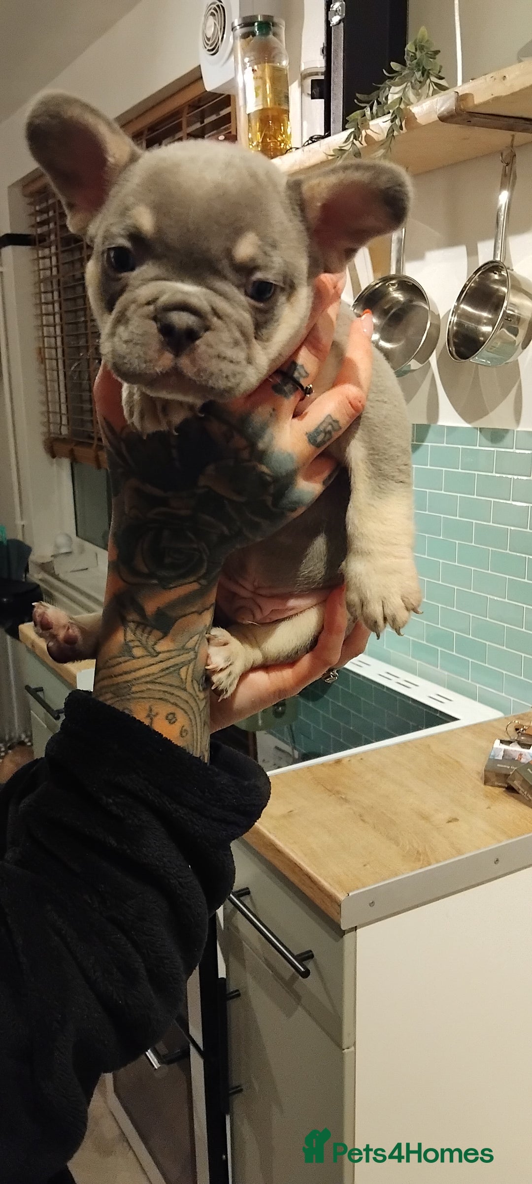 French Bulldog dogs for sale: French bulldog FLUFFY pups - Image 34