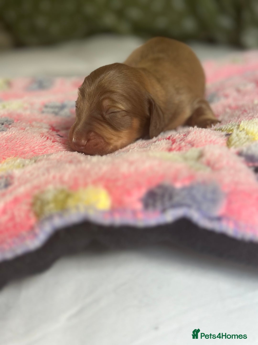 Miniature Dachshund dogs for sale:  Long haired miniature dachshund litter  - Advert 24
