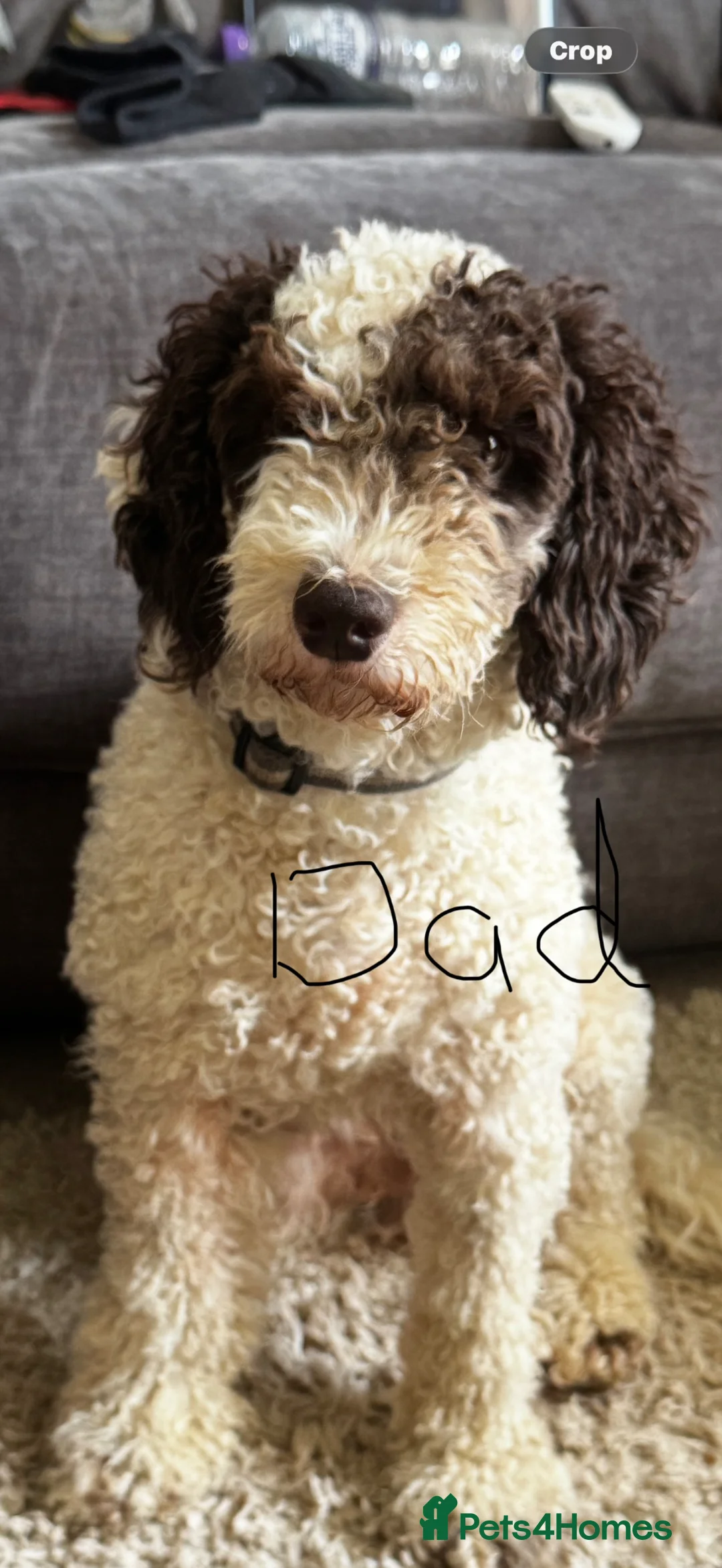 Cockapoo dogs for sale: 4 cockapoos for sale - Advert 2