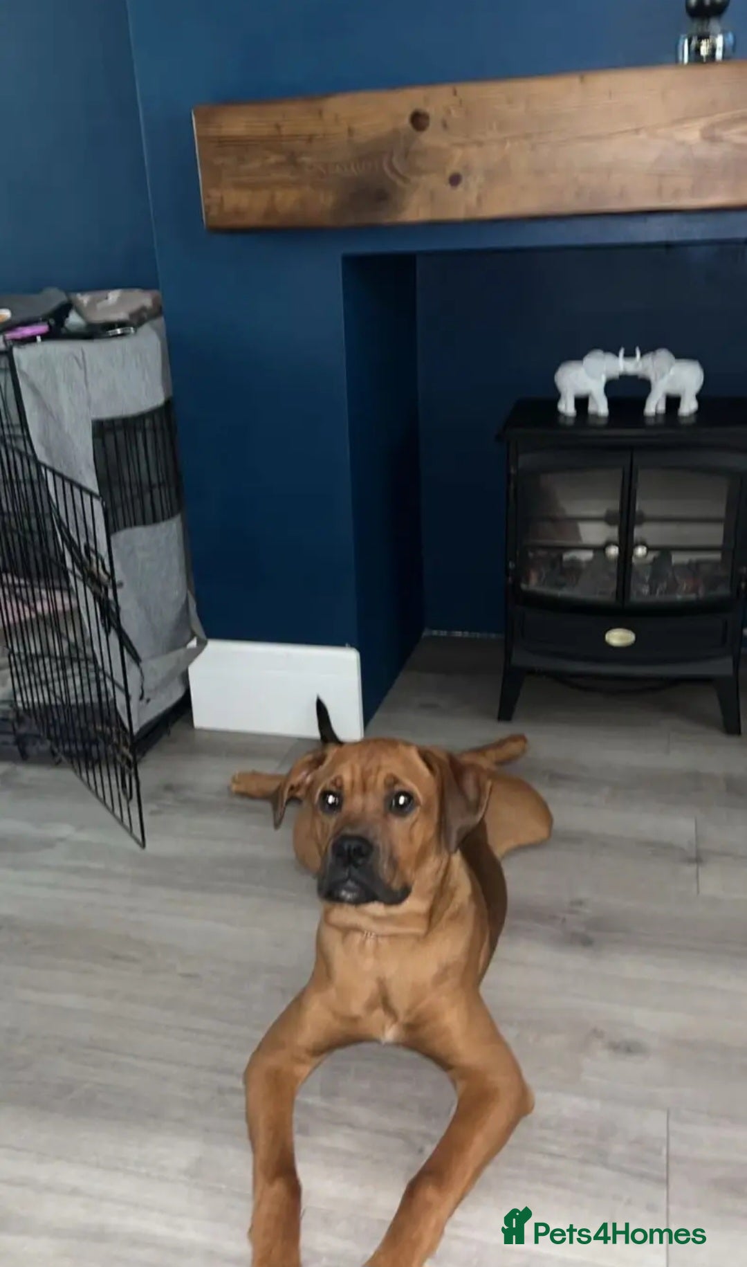 Mixed Breed dogs for sale: Boxodor  - Advert 7