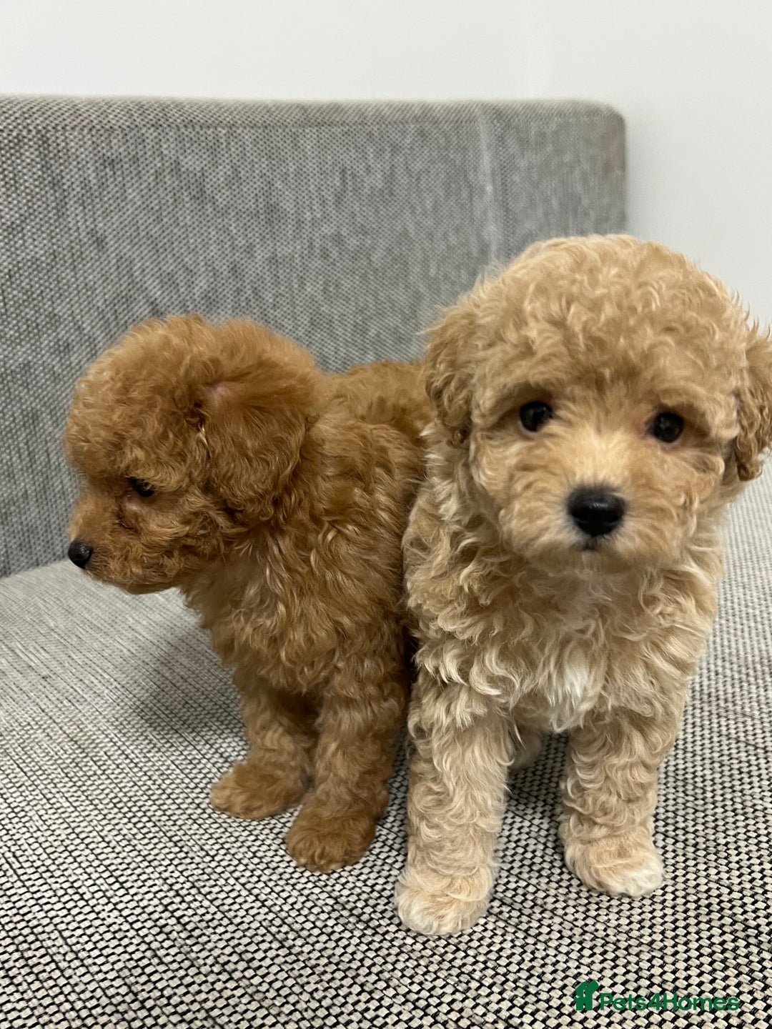 Maltipoo dogs for sale: ✨ Maltipoo F1B females – Ready 1st December ✨ - Advert 4