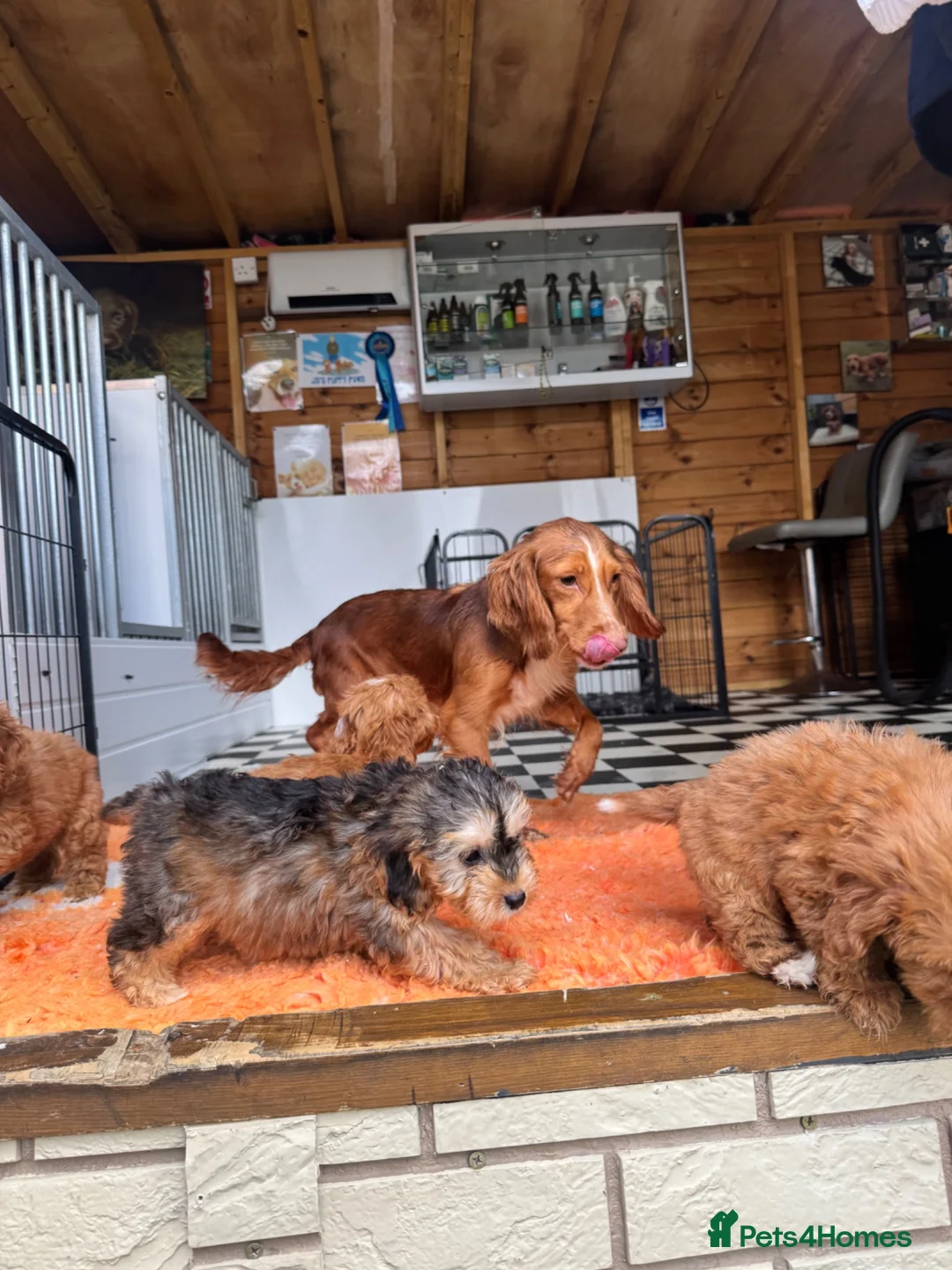 Cockapoo dogs for sale: F1 Cockapoo puppies (council licensed) - Advert 15