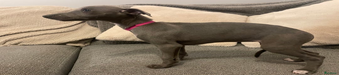 Whippet Puppy 5