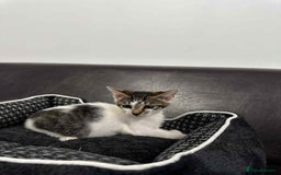 Mixed Breed cats for adoption: Freddy for adoption - Image 7