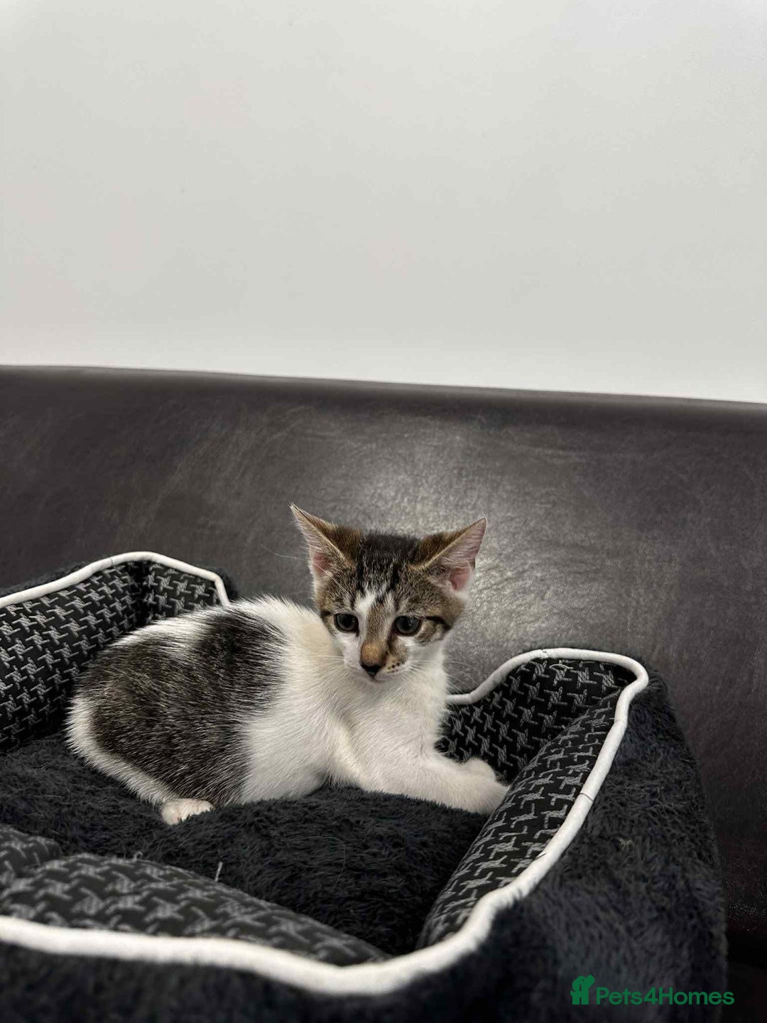 Mixed Breed cats for adoption: Freddy for adoption - Image 7