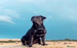 Labrador Retriever dogs for stud: Amazing family/ gun dog . Proven .  in Bath - Image 1
