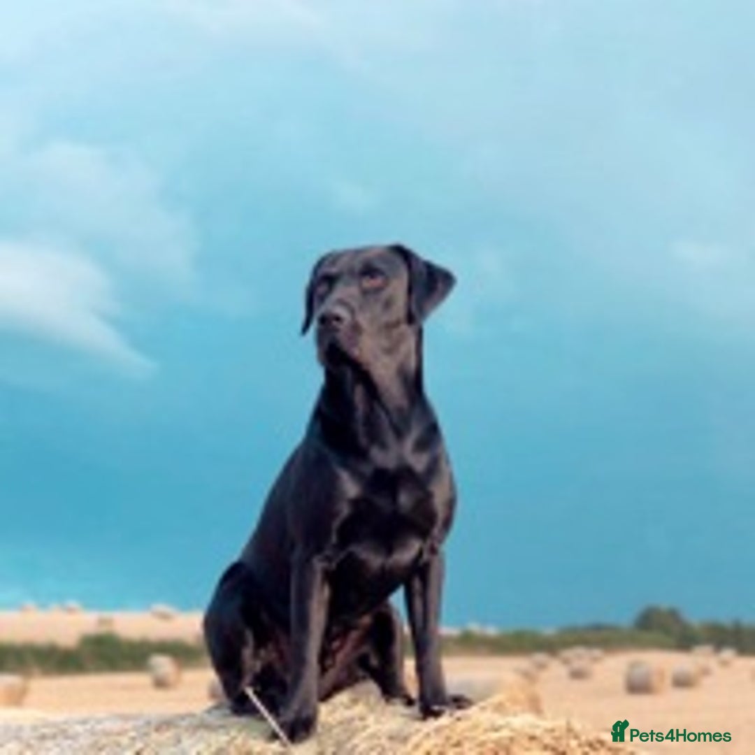 Labrador Retriever dogs for stud: Amazing family/ gun dog . Proven .  in Bath - Image 1