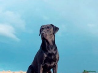 Labrador Retriever dogs in Bath - Advert 7