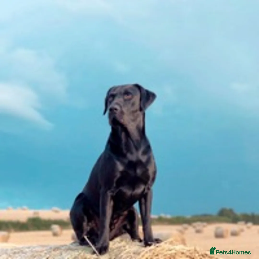 Labrador Retriever dogs for stud: Amazing family/ gun dog . Proven .  in Bath - Advert 1