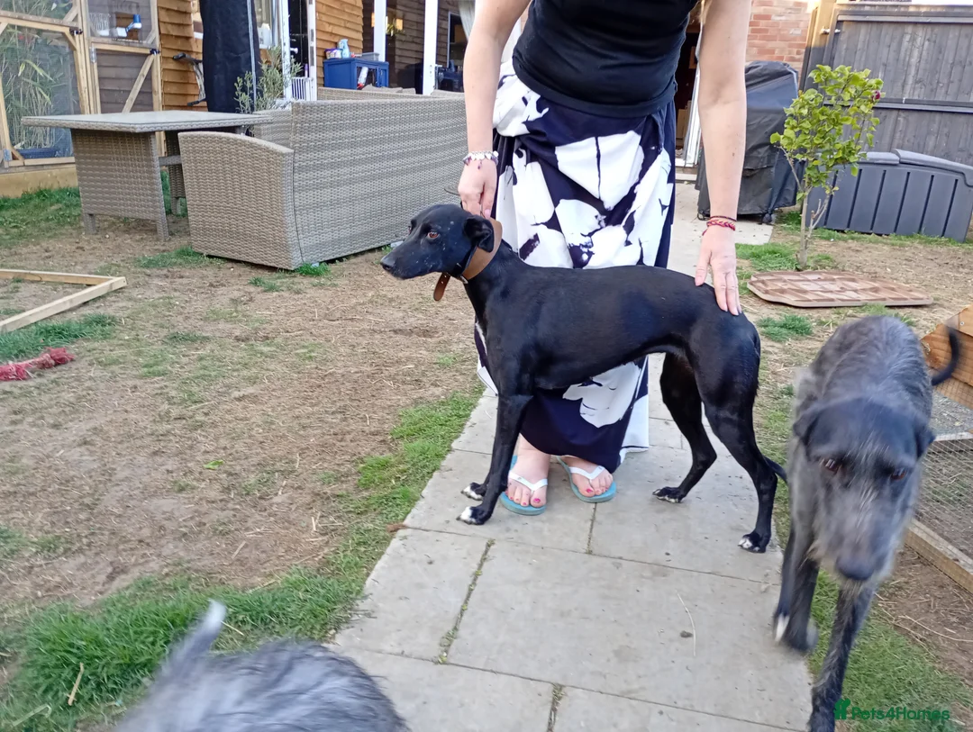 Lurcher dogs for sale: Bedlington lurcher whippets - Advert 9