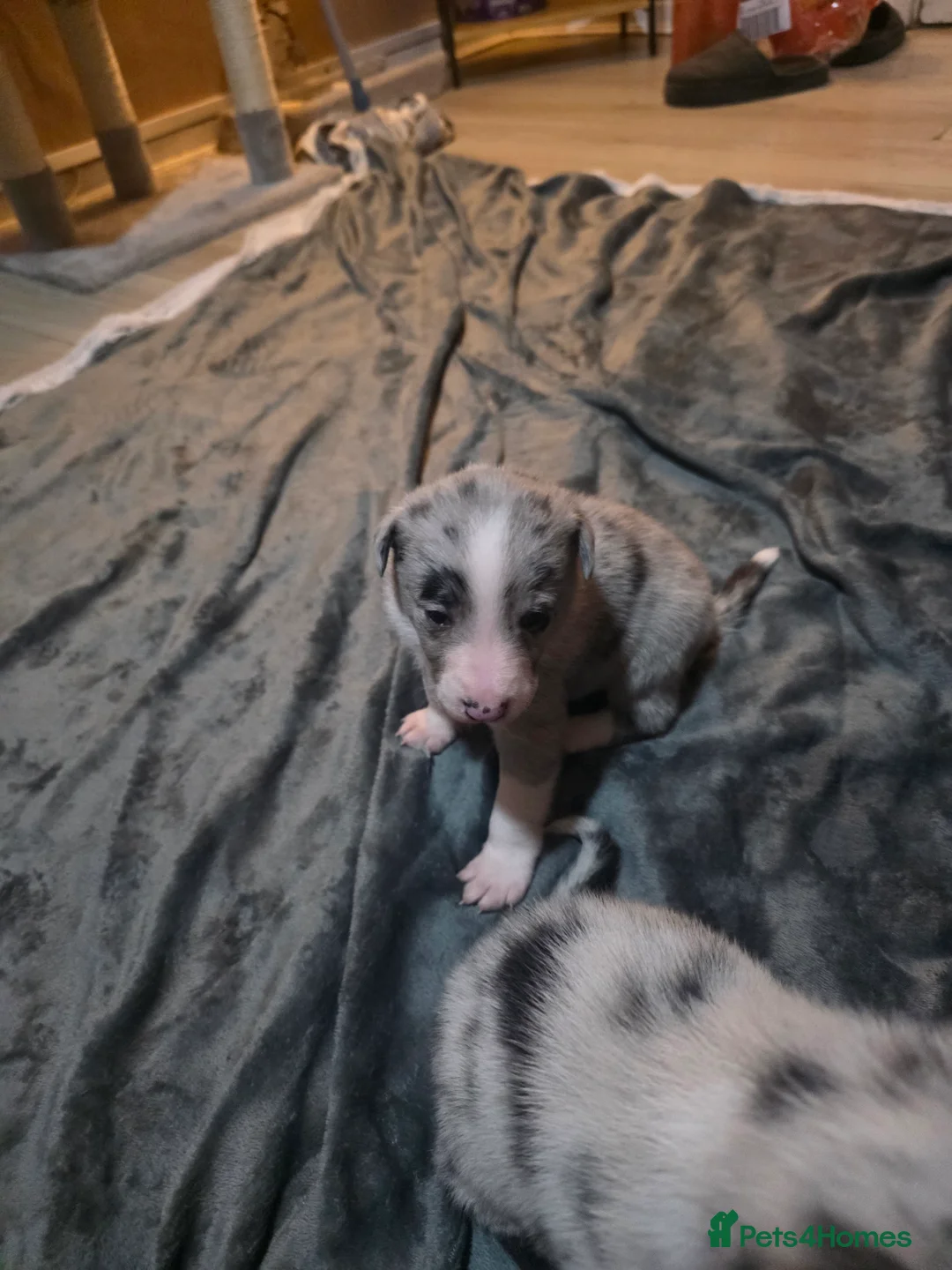 Mixed Breed dogs for sale: Gorgeous border collie cross puppies - Advert 8