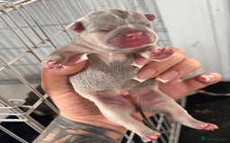 French Bulldog dogs for sale: 🐶🥰FRENCHIE PUPS FOR SALE😍🐶 - Image 2