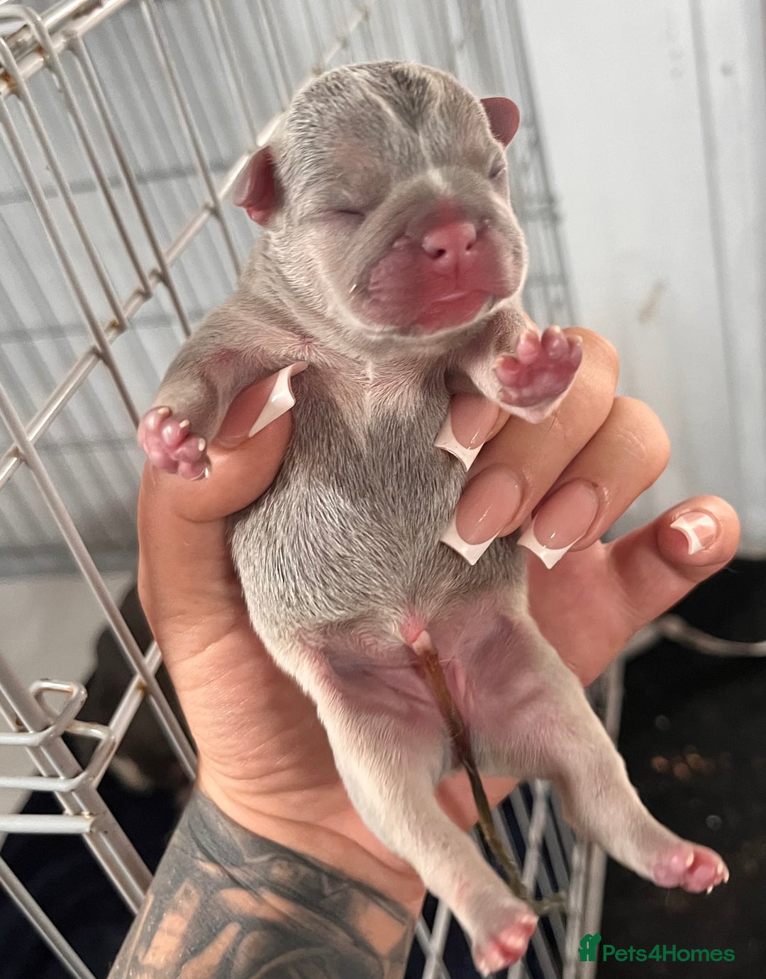 French Bulldog dogs for sale: 🐶🥰FRENCHIE PUPS FOR SALE😍🐶 - Image 2