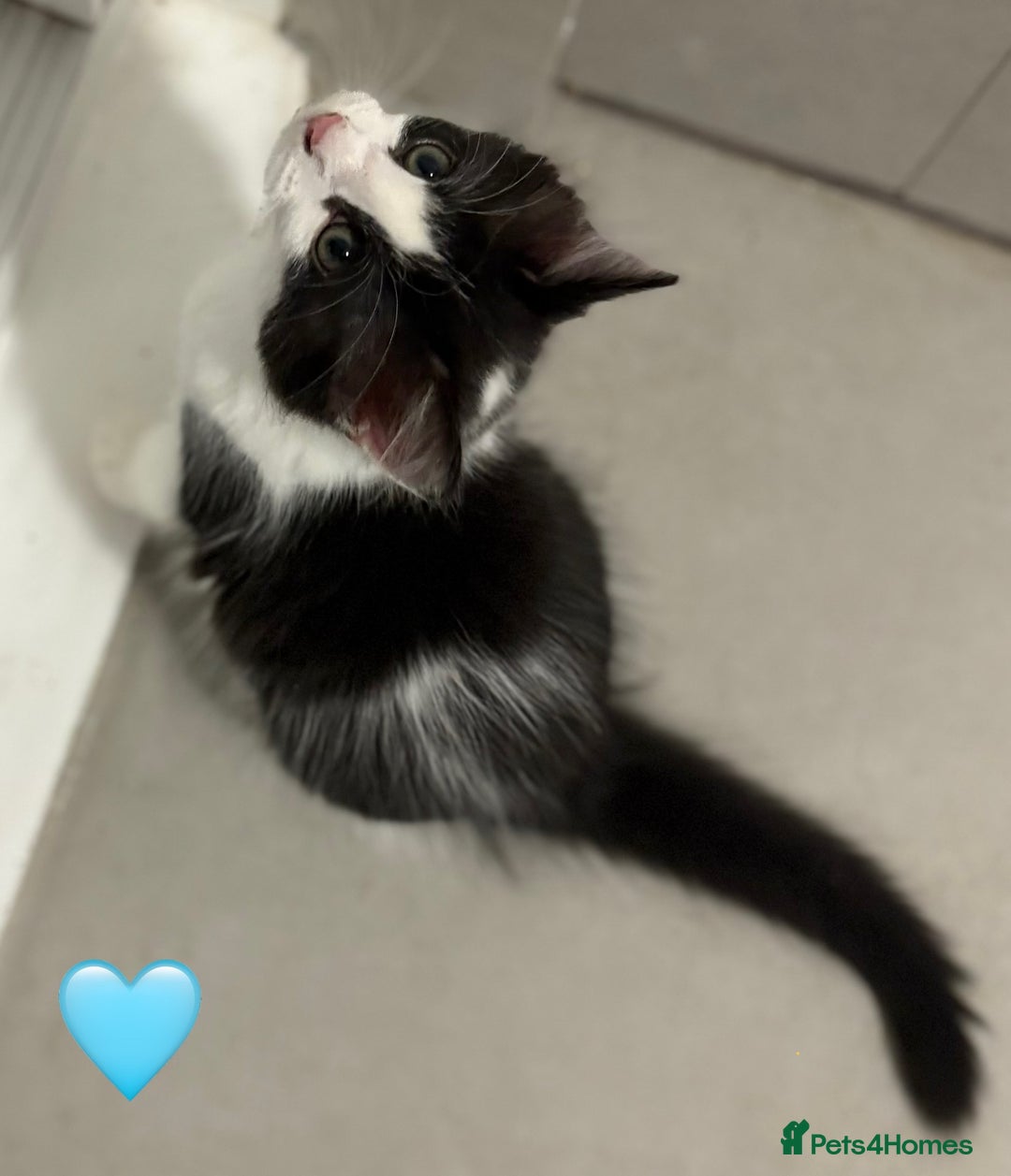 Ragdoll cats for sale: Looking for perfect furry companion? - Advert 12