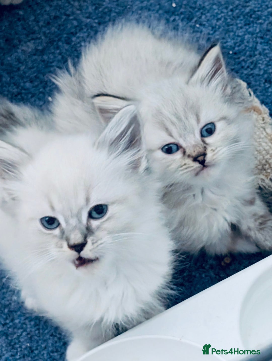Siberian cats for sale: Adorable Siberian Neva Masquerade Kittens – 5 Boys - Image 5