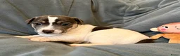 Jack Russell dogs for sale: Conscientiously bred and reared - Advert 10