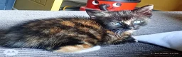 Mixed Breed cats for sale: multicoloured kittens in Nottingham - Advert 4