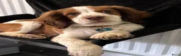 English Springer Spaniel dogs for sale: Springer Spaniel  - Advert 4