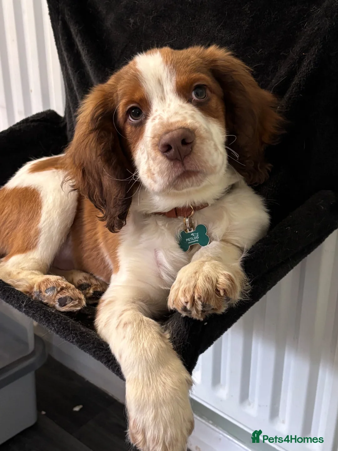 English Springer Spaniel dogs for sale: Springer Spaniel  - Advert 4